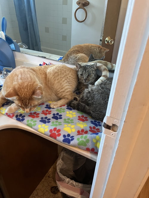 CLEVELAND (FIV+) - Domestic Short Hair available for adoption