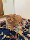 Cleveland (FIV+) - Photo 3