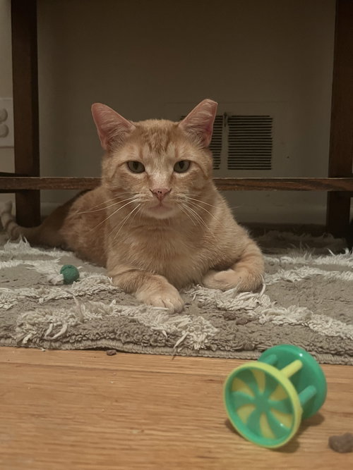 Cleveland Brown, Adult Domestic Short Hair (short coat), cat for adoption in Denver, Colorado