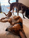 Sweetie Pie #1 - Photo 4