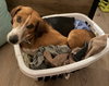 Sweetie Pie #1 - Photo 4