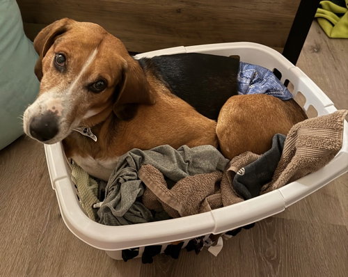 picture of the dog needing adoption