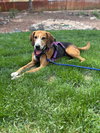 Sweetie Pie #1 - Photo 1