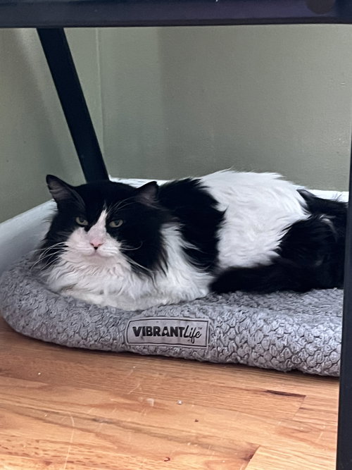 HOSTA - Domestic Long Hair available for adoption