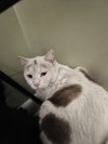 Sweet Alyssum - Photo 4
