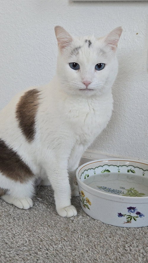 SWEET ALYSSUM - Siamese / Domestic Short Hair available for adoption