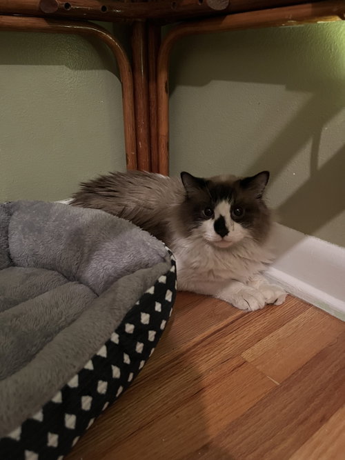 COLEUS - Domestic Long Hair / Siamese available for adoption
