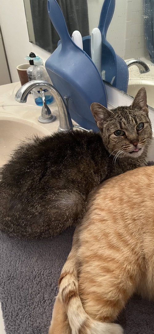 MISTY (FIV+) - Domestic Short Hair available for adoption