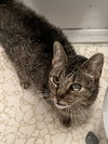 Misty (FIV+) - Photo 2