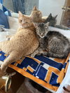 Misty (FIV+) - Photo 3