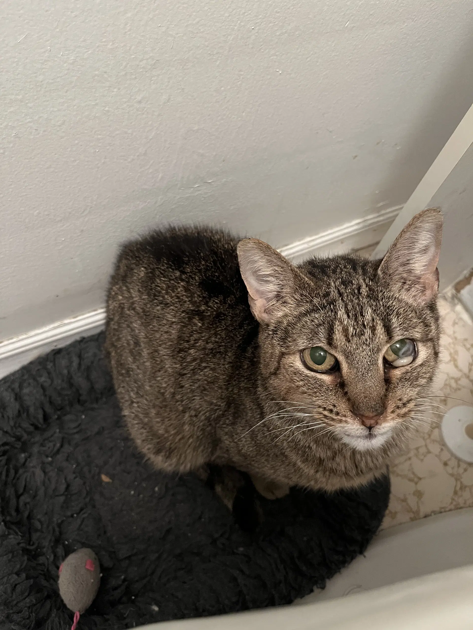 Misty - Domestic Short Hair