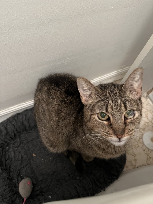 picture of the cat needing adoption