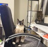 Bodhi - Photo 1