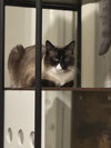 Bodhi - Photo 2