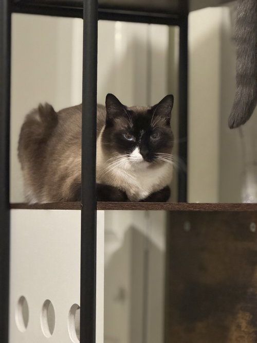 BODHI - Siamese available for adoption