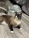 Bodhi - Photo 3