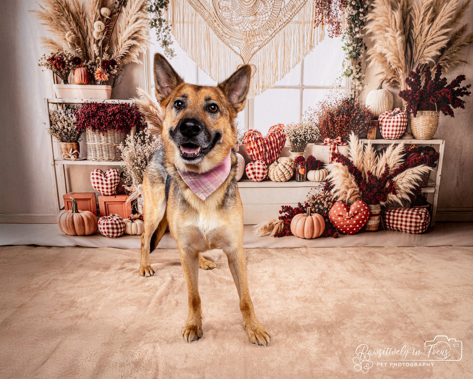 Sasha (Courtesy) Image