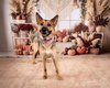 Sasha (Courtesy) - Photo 1
