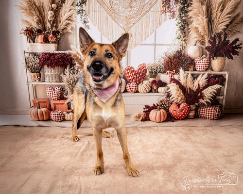 SASHA (COURTESY) - Husky / Shepherd available for adoption