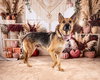 Sasha (Courtesy) - Photo 2