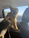 Sasha (Courtesy) - Photo 3