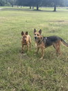 Sasha (Courtesy) - Photo 4