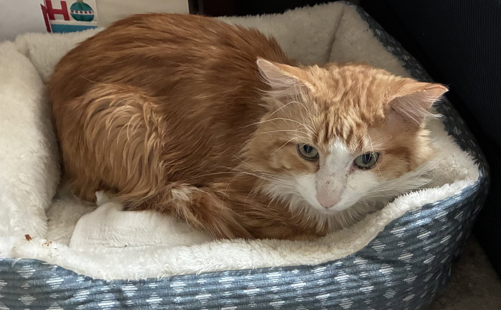 Butters (FIV+) Image