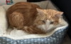 Butters (FIV+) - Photo 1
