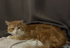 Butters (FIV+) - Photo 2
