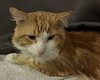 Butters (FIV+) - Photo 3