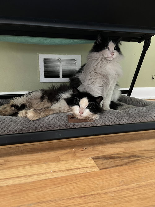 Crossandra + Lobelia, an adoptable Domestic Long Hair in Aurora, CO