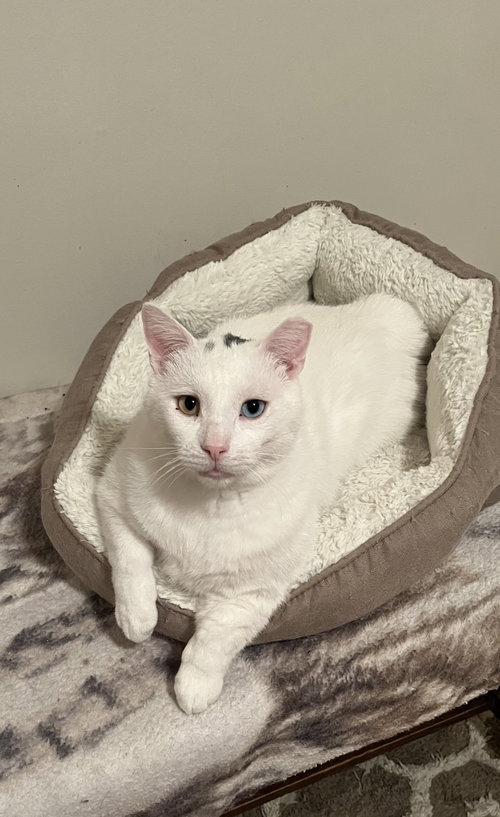 Nemesia, Adult Domestic Short Hair (short coat), cat for adoption in Northglenn, Colorado