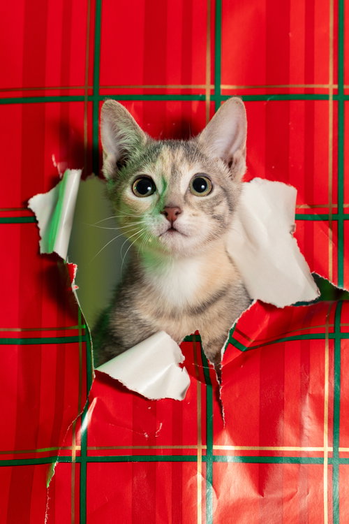 Claire (moderate CH), an adoptable Domestic Short Hair in Aurora, CO