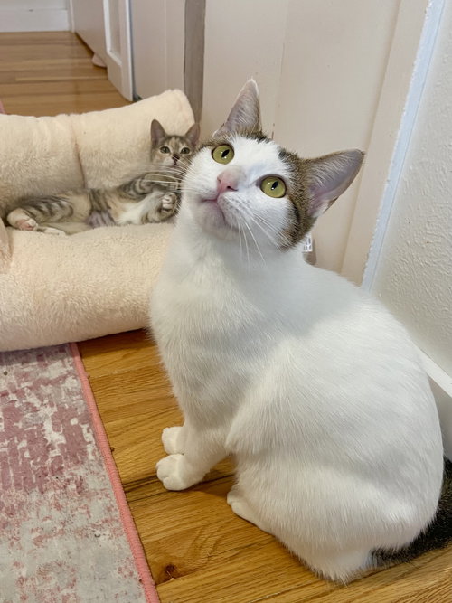 Cindy, an adoptable Domestic Short Hair in Aurora, CO