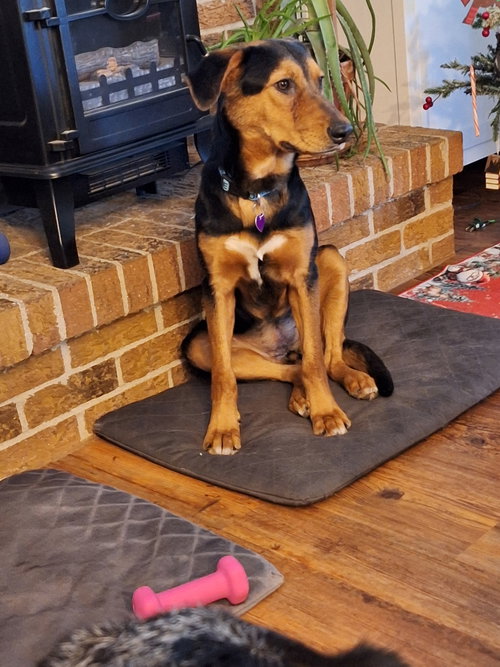 picture of the dog needing adoption