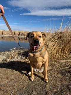 picture of the dog needing adoption