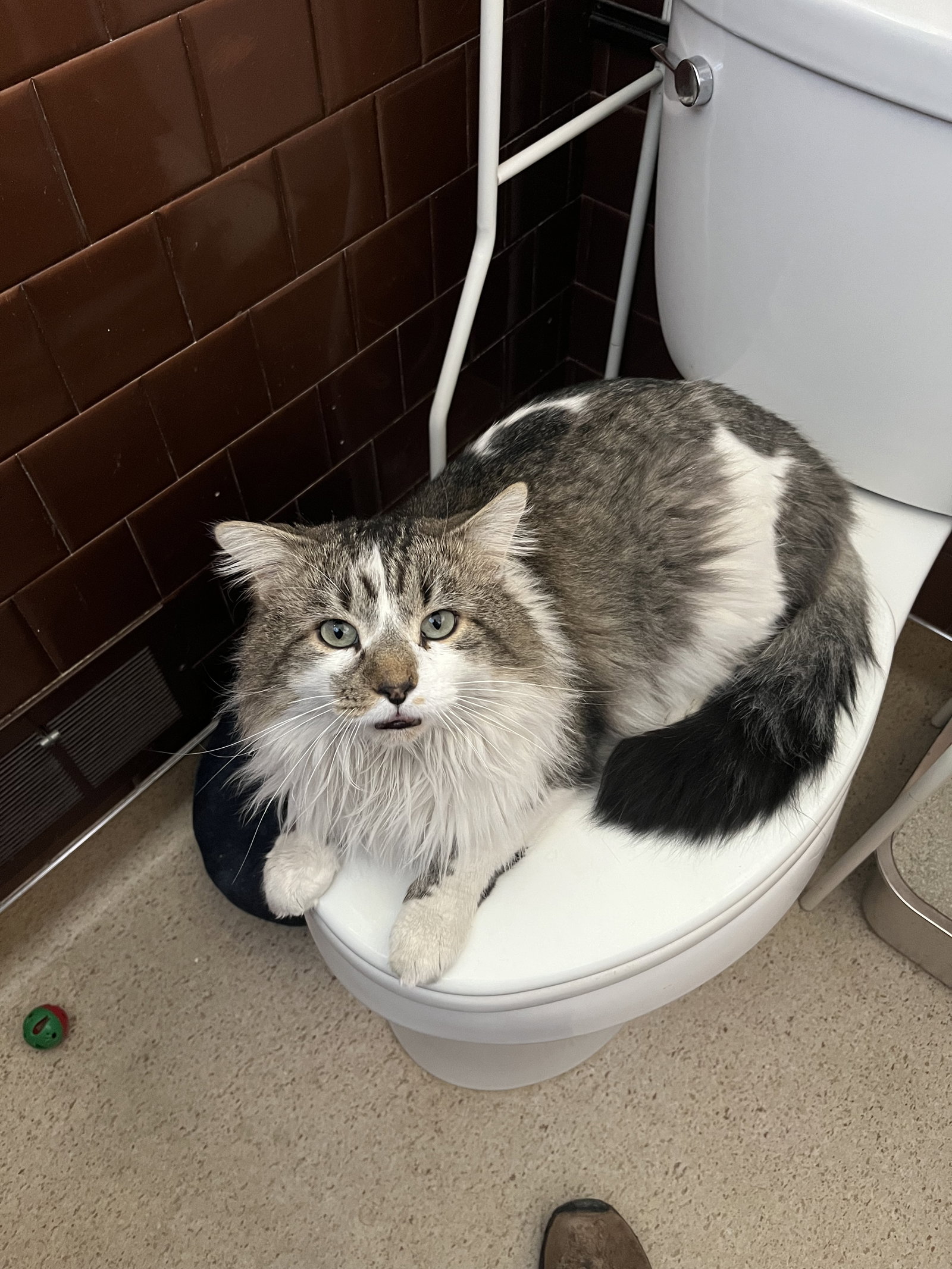 Biff (FIV+) Image