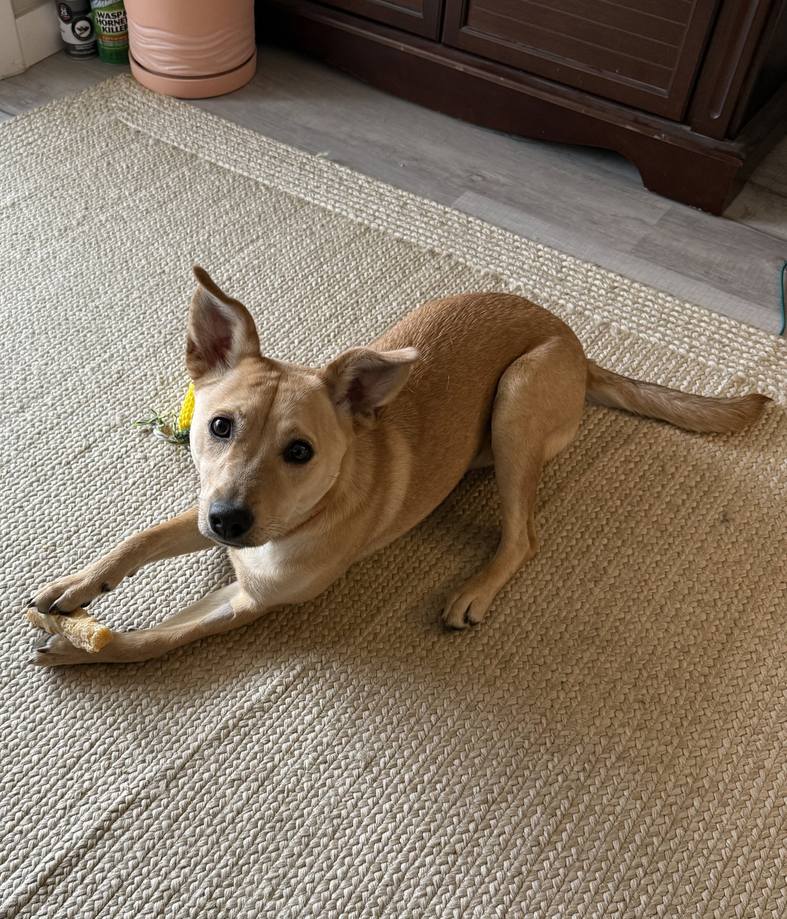 Addie #2 Image