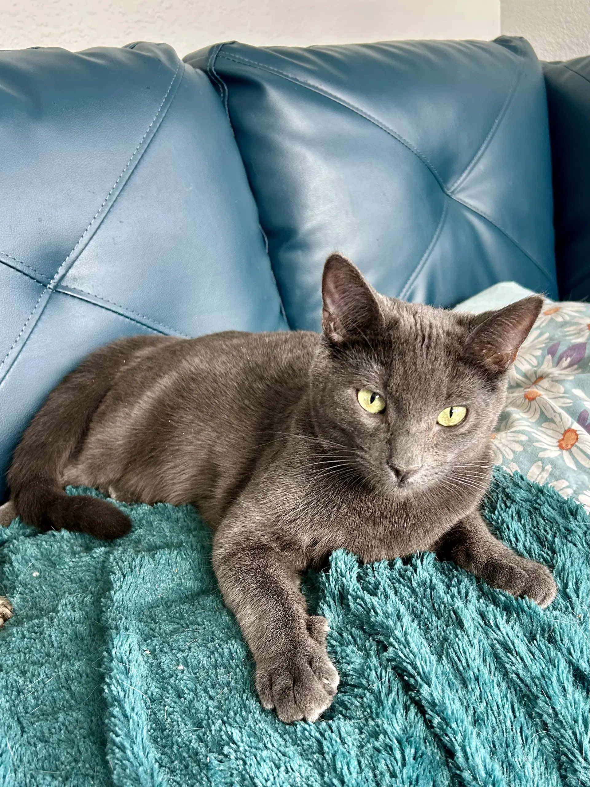 Cayenne - Domestic Short Hair