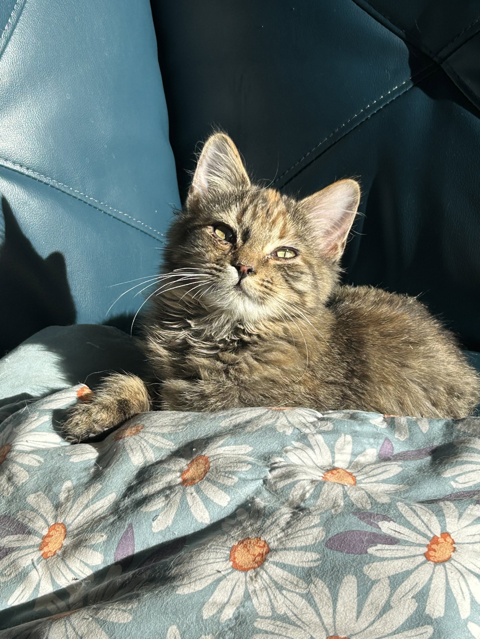 Kookanusa aka Kooka Image
