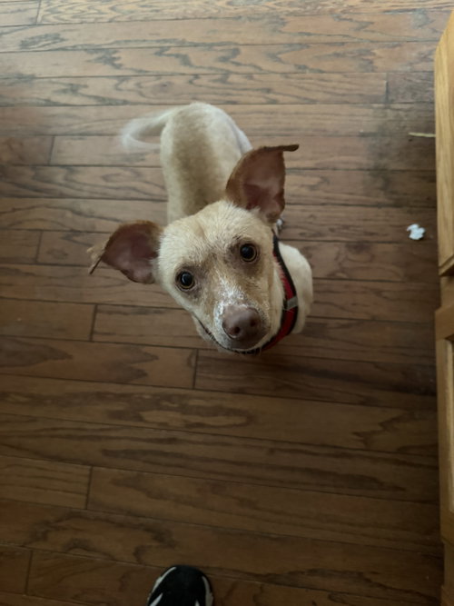 Firulias #1, an adoptable Chihuahua in Aurora, CO