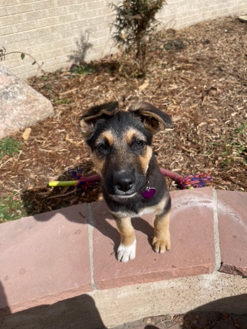 German Shepherd
