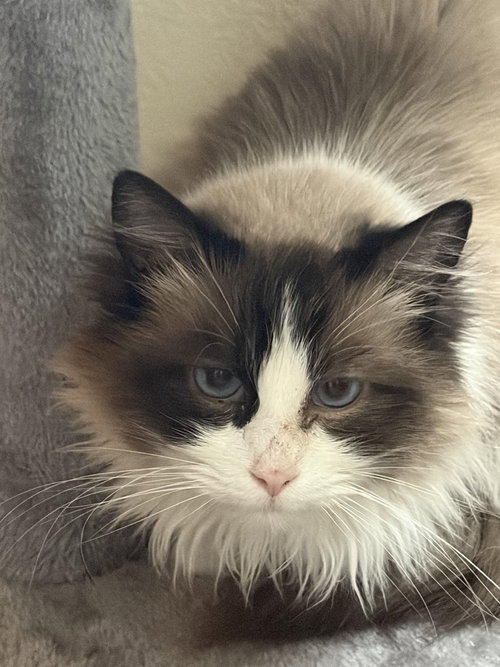 picture of the cat needing adoption