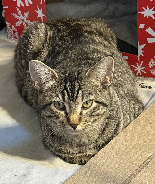 picture of the cat needing adoption