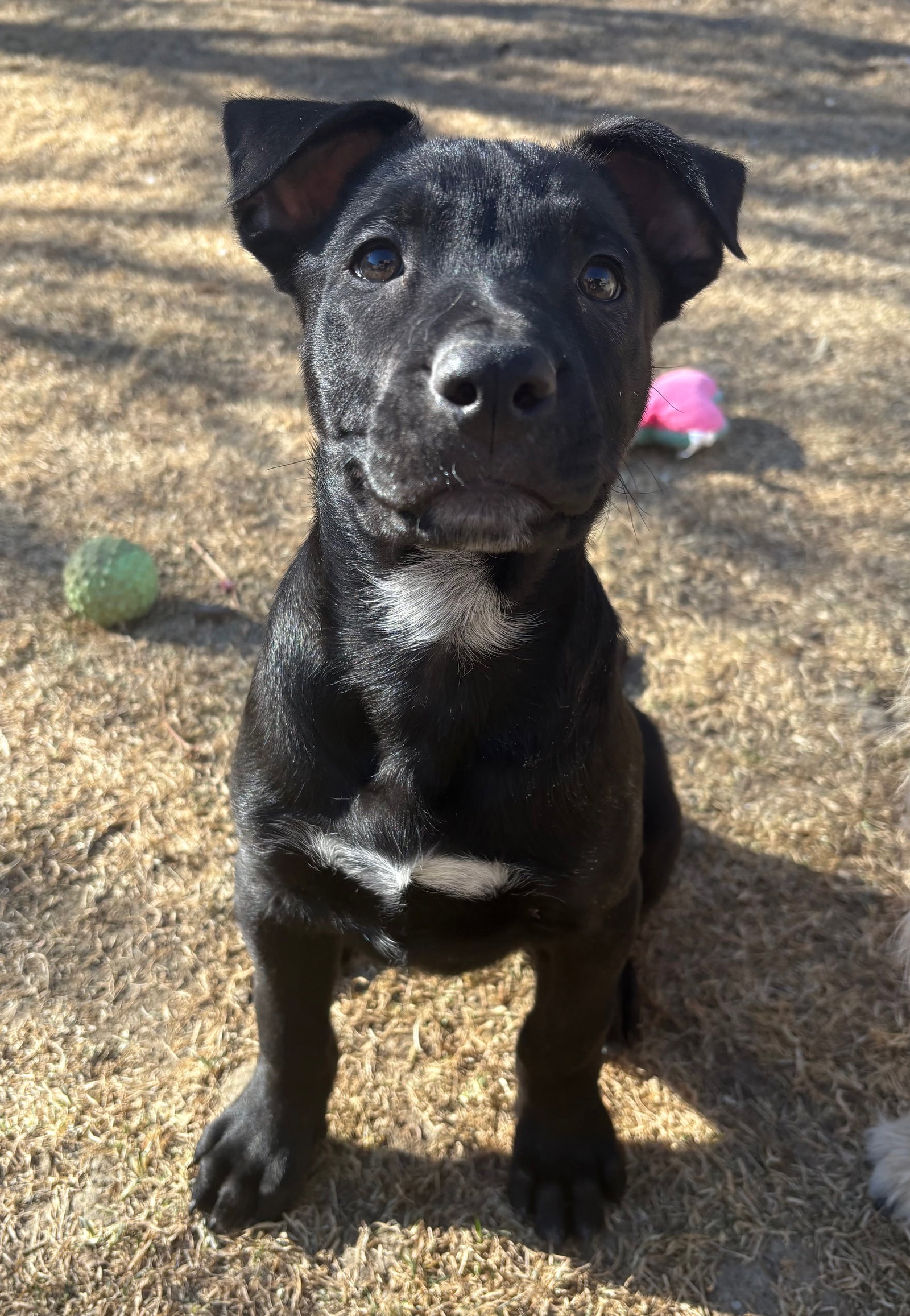 Labrador Retriever