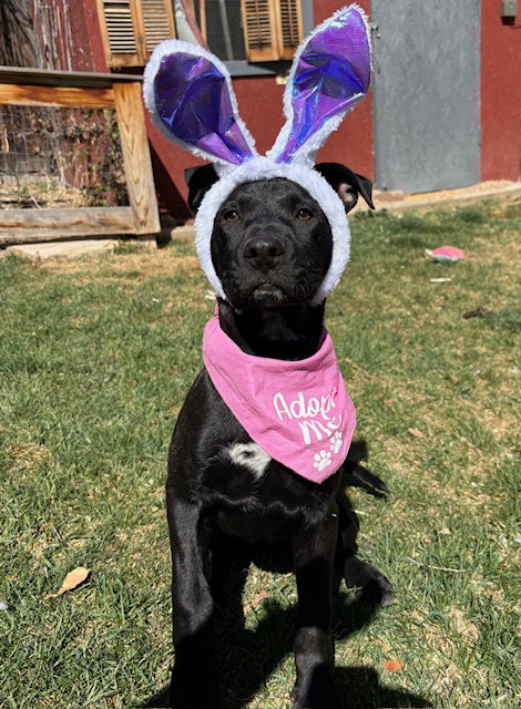 Zamira  #1, an adoptable Labrador Retriever in Aurora, CO