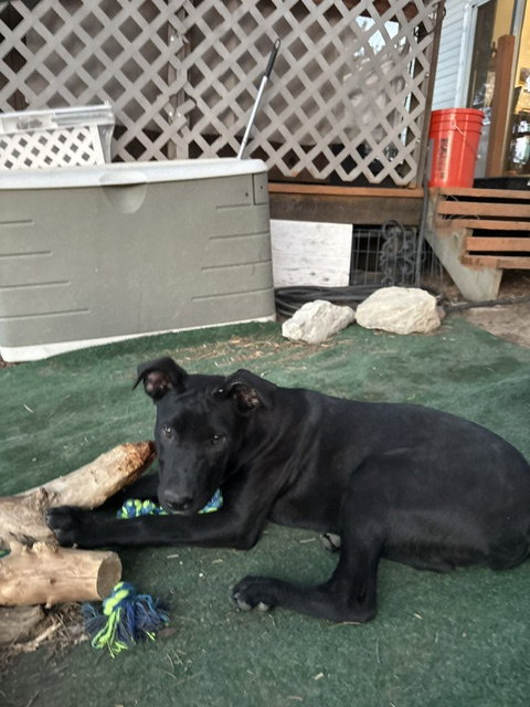 Zamira #1, an adoptable Labrador Retriever in Aurora, CO