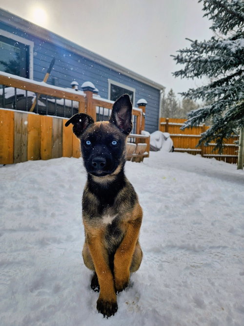Zuri #1 photo 2
