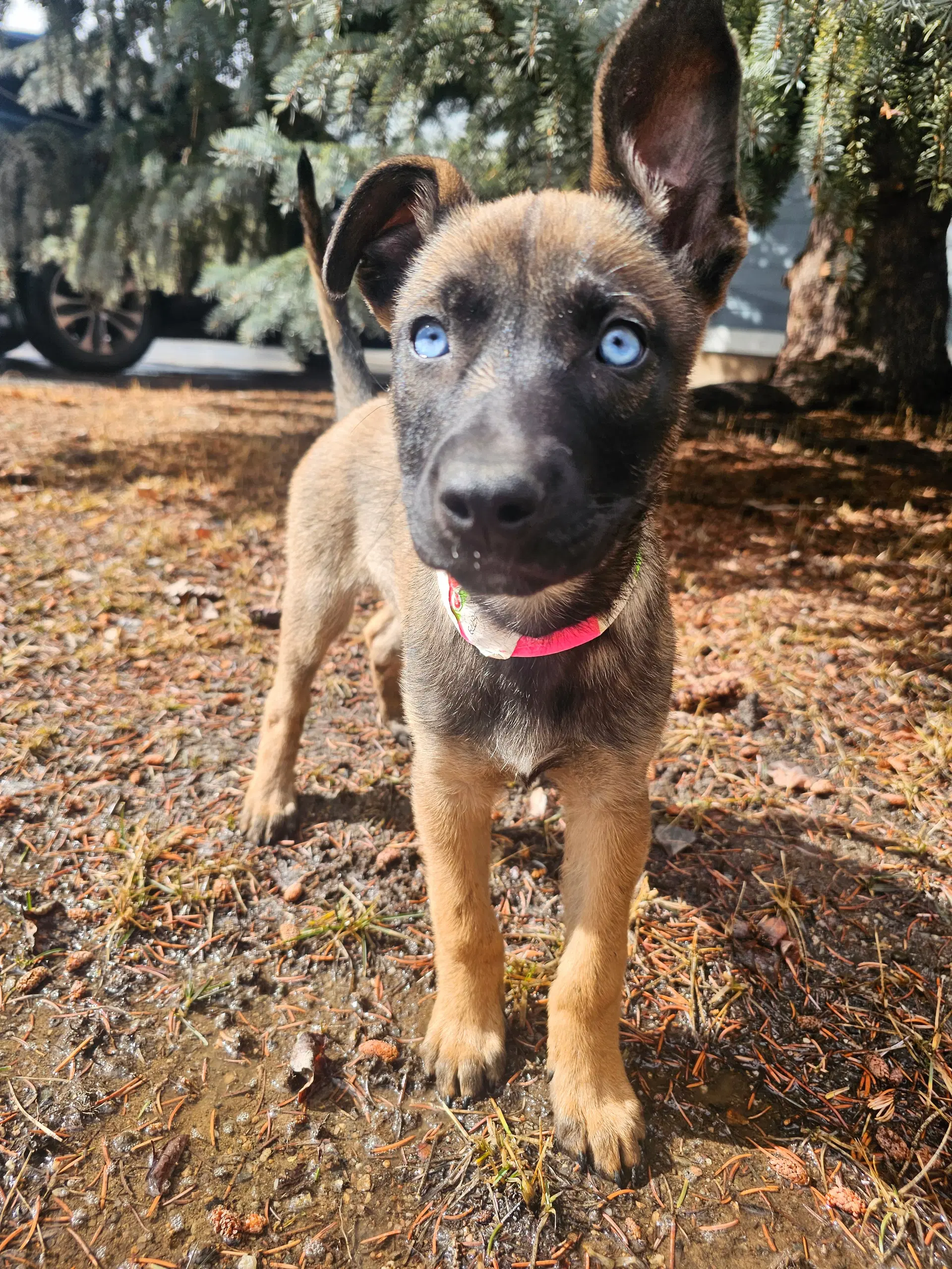 Zuri image 4