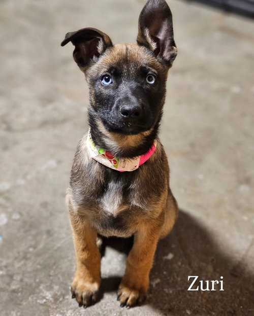 Zuri #1 photo 4